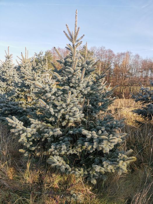 Choinka, świerk, srebrny