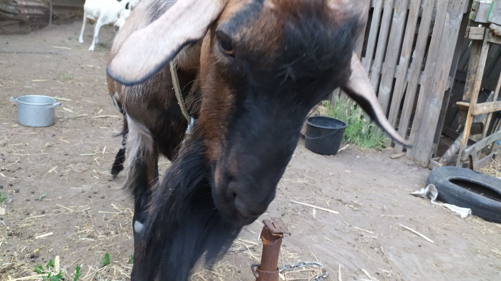 Козёл покрытие случка вязка