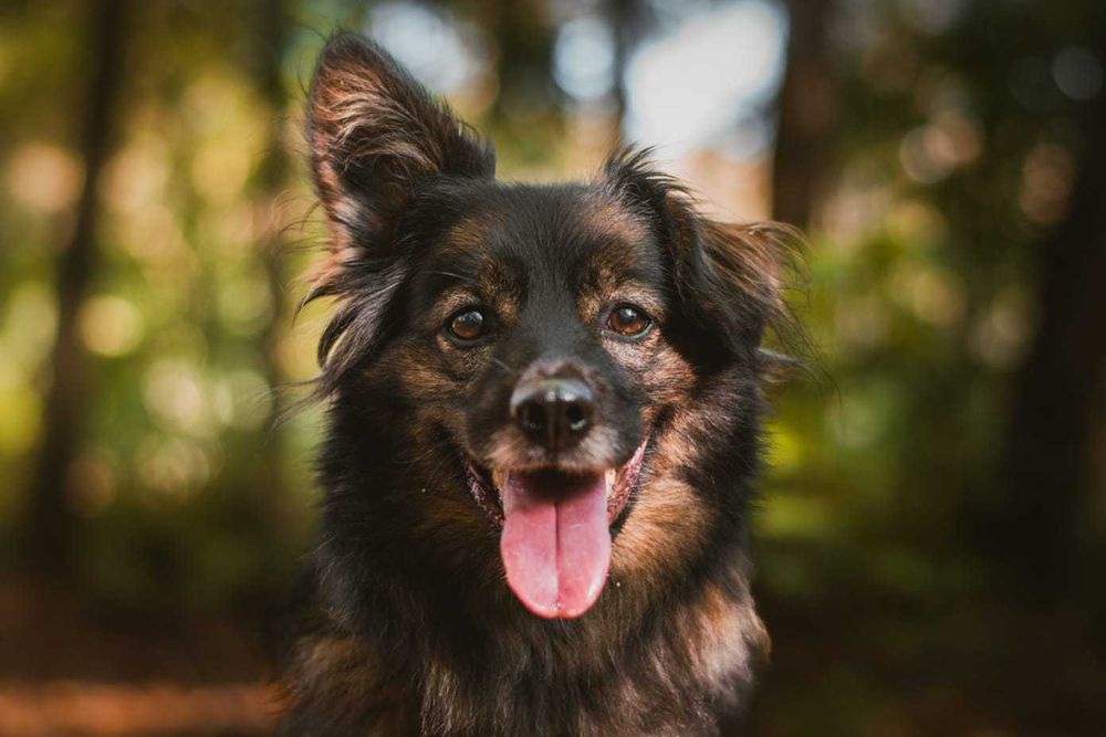 Saba, Sabcia Sabunia szuka domu