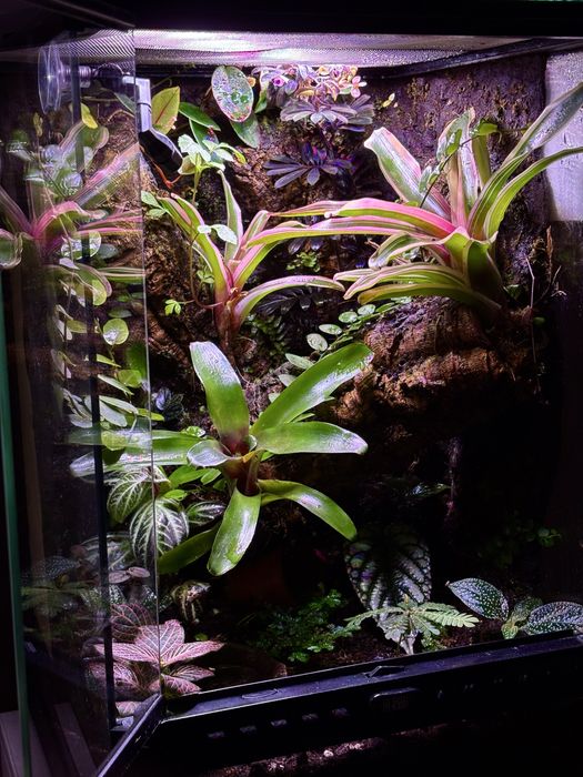 Terrarium na wymiar z aranżacją