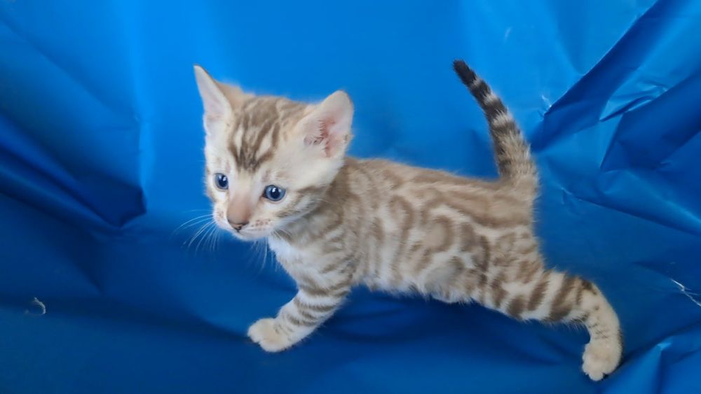 Бенгальский кот котёнок