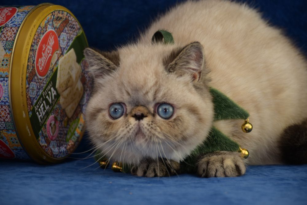 Кошеня з блакитними очима