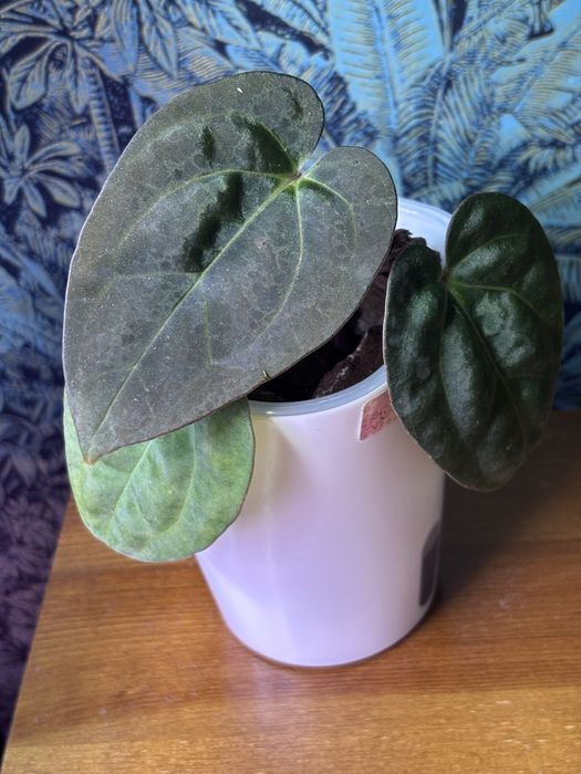 Anthurium Carlablackiae x BVEP