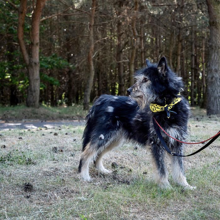 Pogodny Dredo marzy o własnym domu