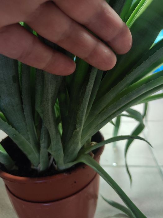 Bilbergia zwisająca kwiaty o odcieniu czerwono-rozowego koloru