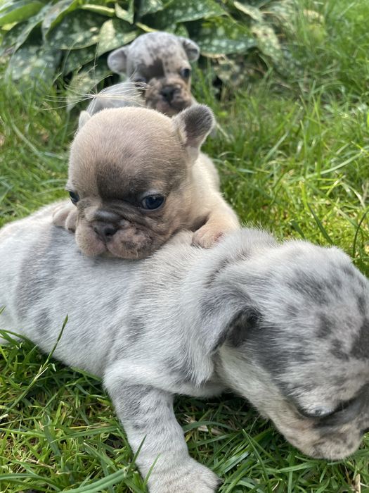 Myszka Buldog Francuski Blue Merl