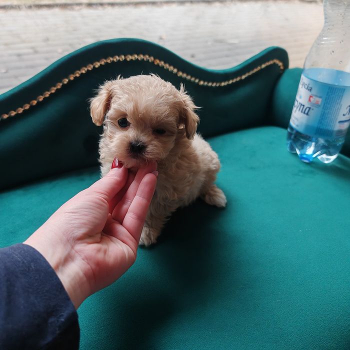Maltipoo mini  piesek KARMELOWY wyprawka paszport