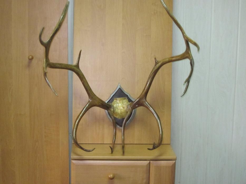 Рога северного оленя