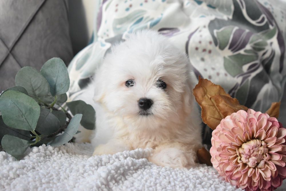 Bichon Maltês Mini . Pronto para entrega.