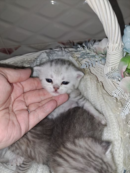 Котята Британські елітний окрас срібна шиншила в нас преміум класу