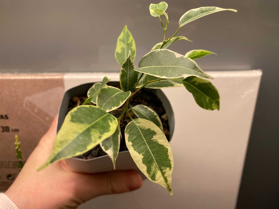 Fikus (Ficus) Benjamina Variegata 'Kinky' trzy kolory