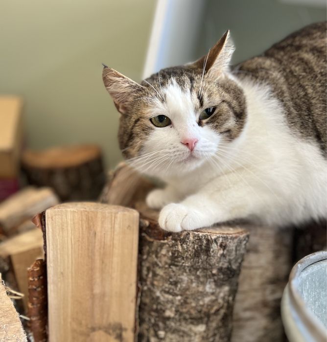 Cudowna kotka Malinka szuka domku