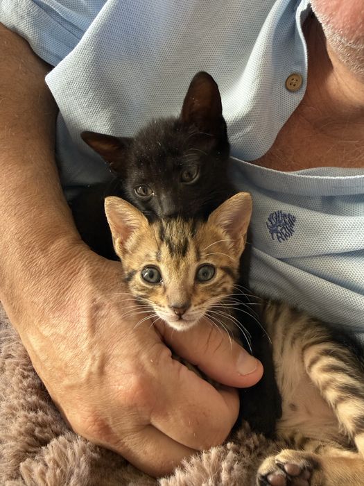 Gatinhas bebes para adoção responsavel conjunta