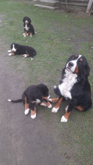 Berneński pies pasterski