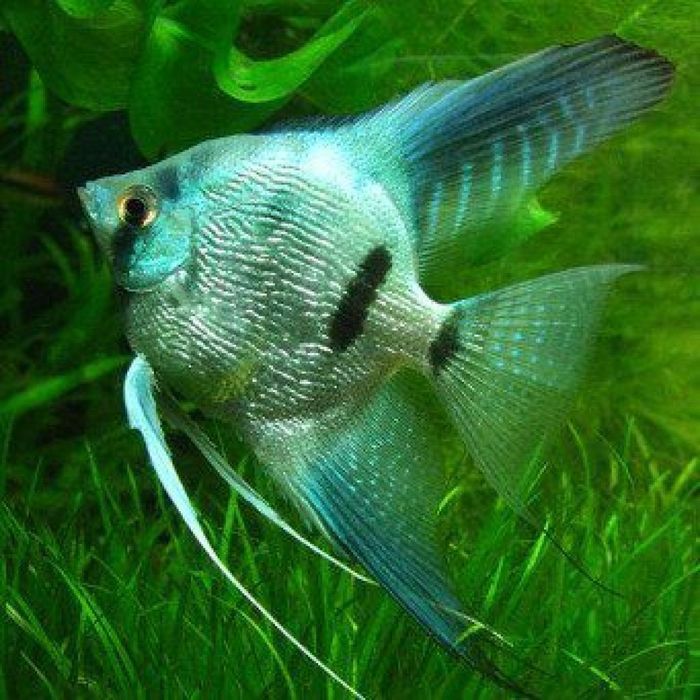 Продам сом таракатум , брохис, воалехвост ...