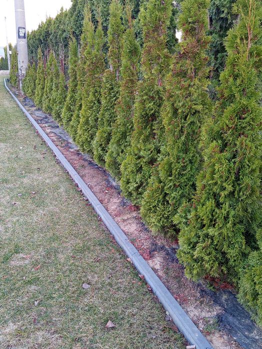 Tuja szmaragd kopana z gruntu