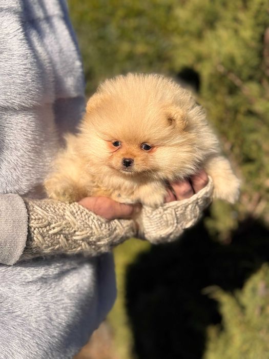 Шикарні цуцики Шпіци