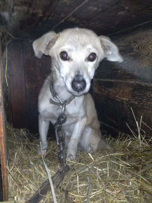 Віддаються собаки!!!