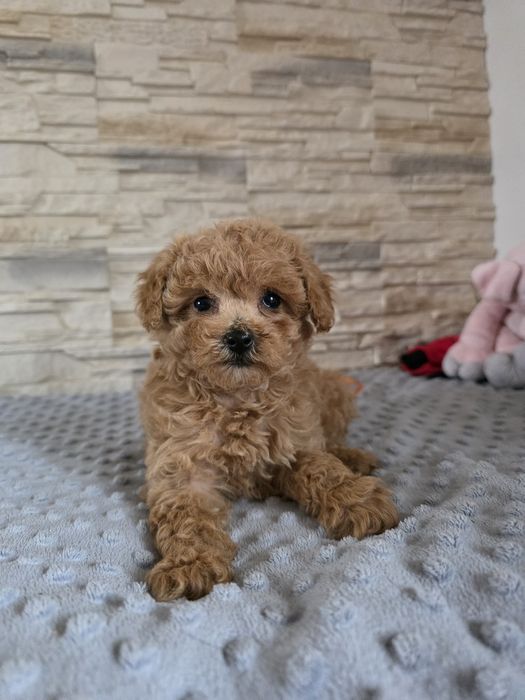 Maltipoo śliczna suczka
