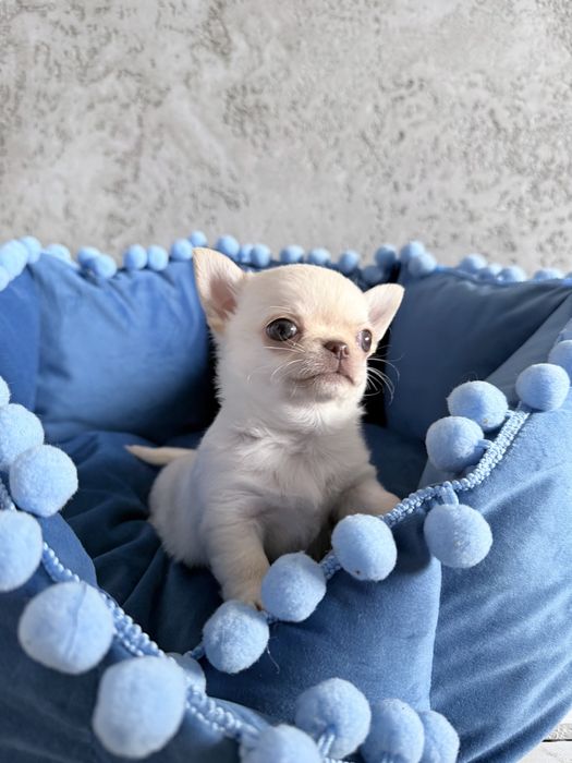 ***Bentley*** chłopczyk laleczka  chihuahua idealny