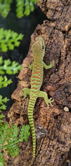 Gekon gekonek Madagaskarski