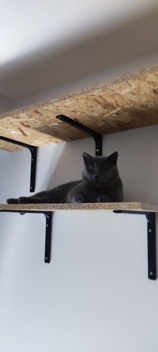 Koci hotel w Tarnowskich Górach