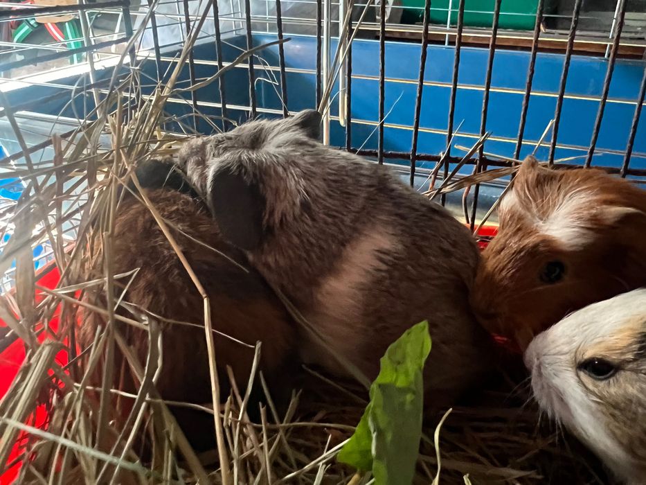 Пепельная морская свинка (очень контактные)