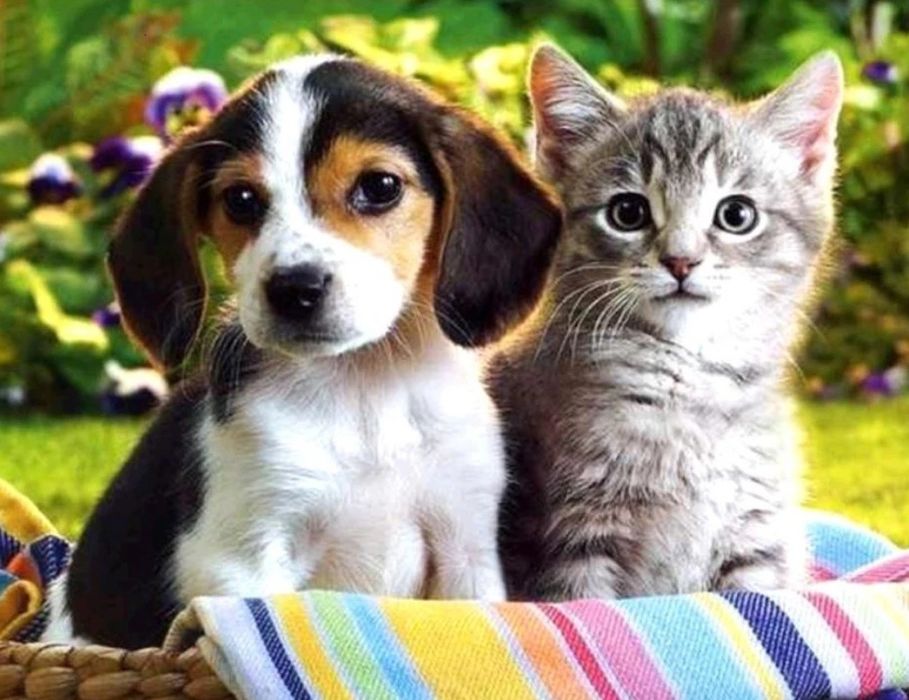 30х20 см Алмазная мозаика ЩЕНОК и КОТЕНОК діамантова мозаїка кошеня