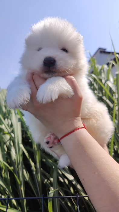 Samoyed  zkwp /FCI - Samiec