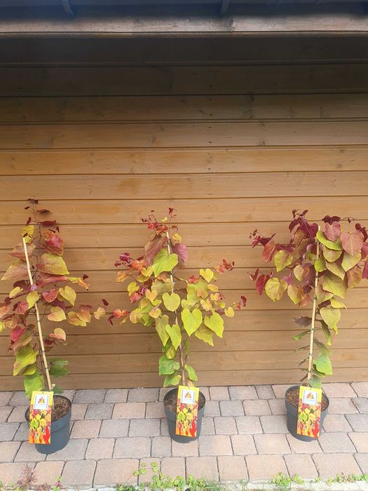 Judaszowiec Cercis Eternal Flame