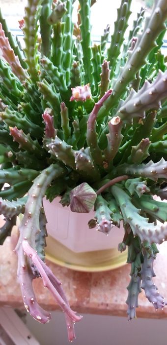 gymnocalycium vatteri Gymnocalycium vatteri  Kyle's Plants