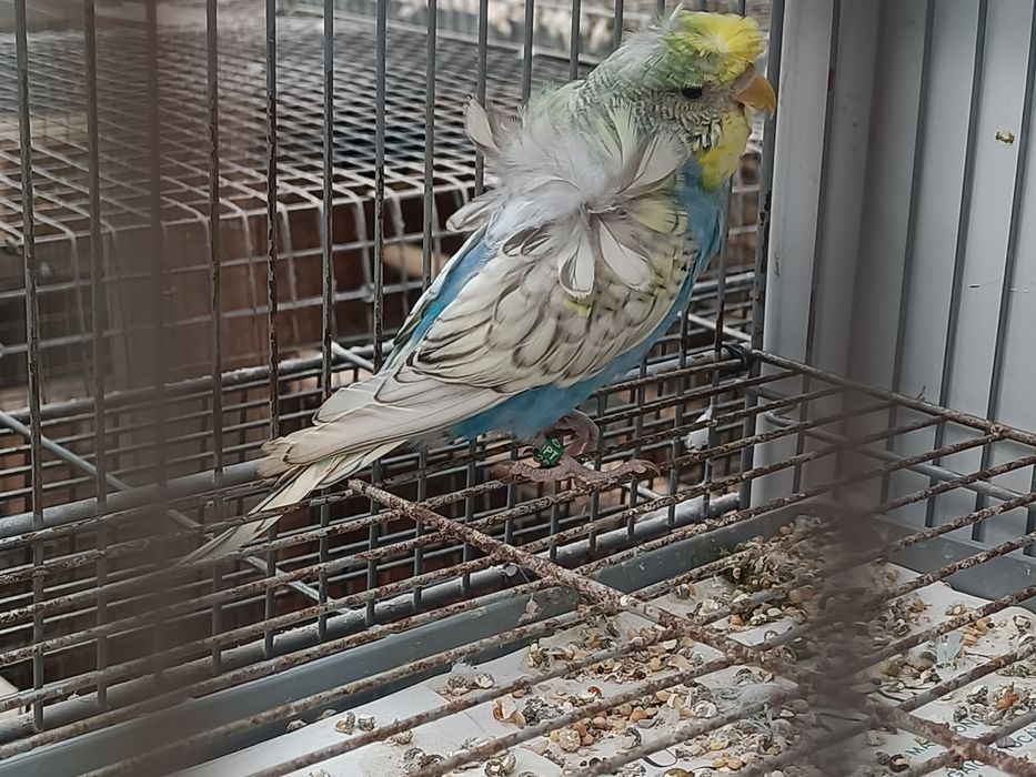 Tenho vários periquitos hagoromos