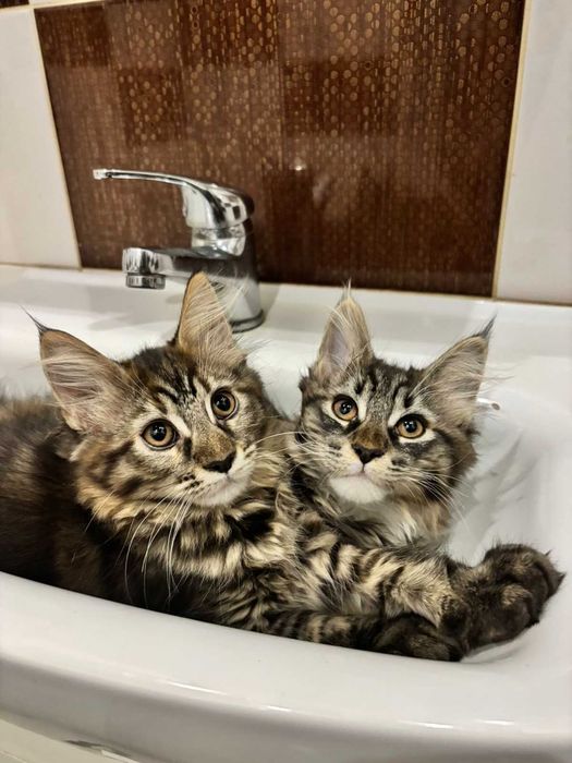 Кошенята мейн-кун