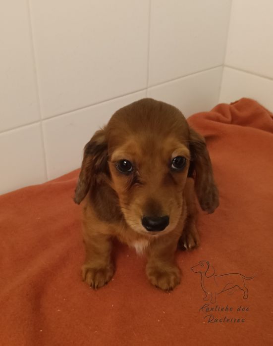 Menina Teckel pêlo comprido