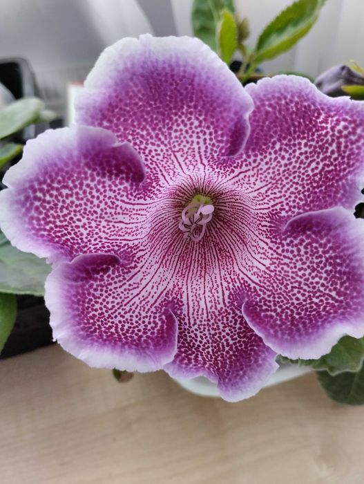 Глоксинія фіолетова срочно