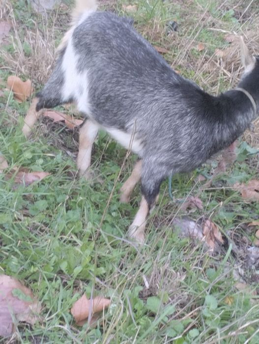 Vendo cabra mais informações WhatsApp