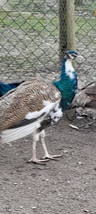 Pavões novos e adultos