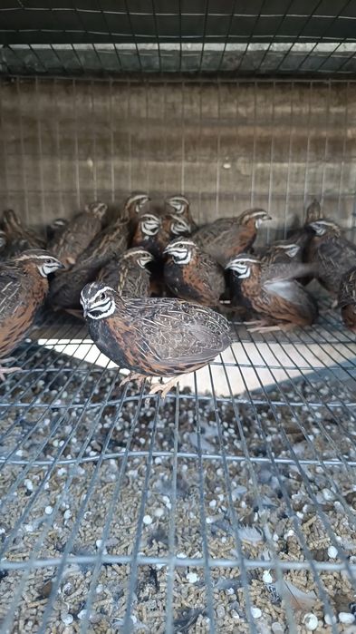 Ovos Férteis Codorniz Africana - Coturnix Delegorguei