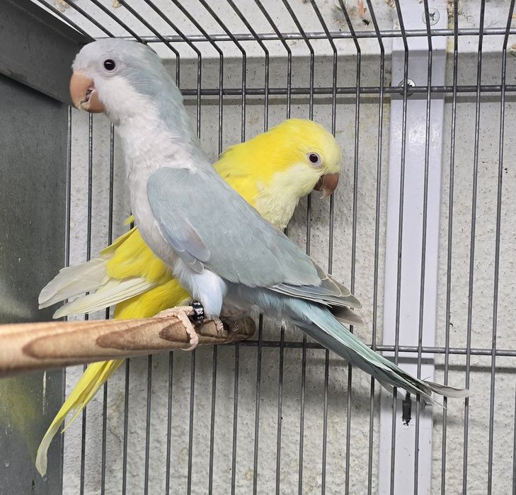 Conures amarelos e azuis