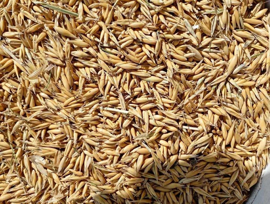 Sprzedam Owies, drugi rok po centrali.