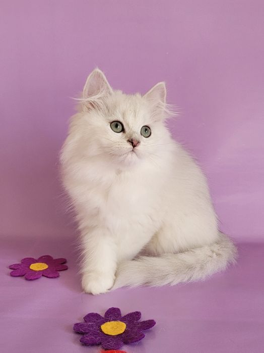 Британські кошенята срібляста шиншила