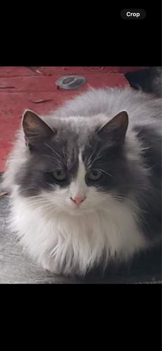 Кошенята в добрі,люблячі руки