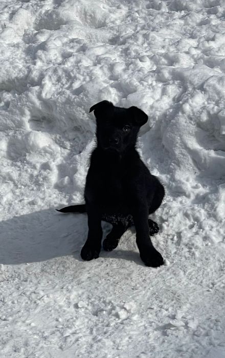 Цуцики в добрі руки