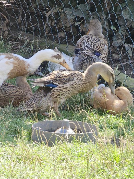 Kaczki biegusy samice i samce