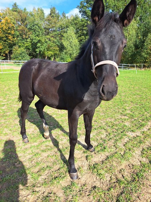 Klacz po Presley Boy Of Caprioni DH Z