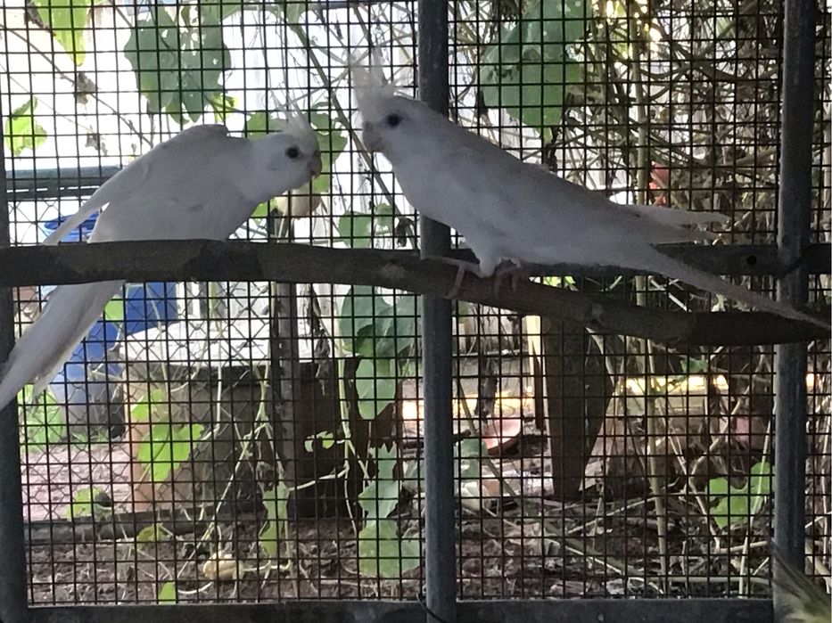 Caturras  , Nymphicus hollandicus