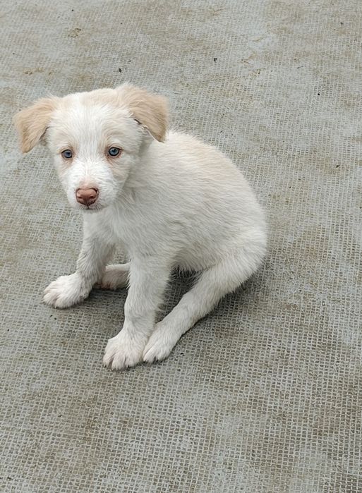 Border collie fêmea Red olhos azuis
