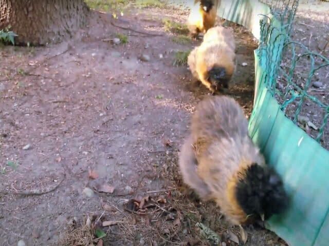 Китайська шовкова, птиця (чорна, шоколад). Яйце інкубаційне.