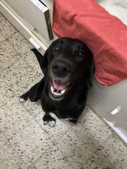 DogWalking/ Petsitting