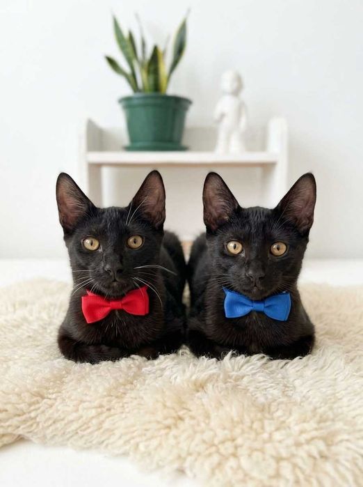 Setúbal / Margem Sul / Lisboa — Simba e Benjamim, gatinhos para adoção